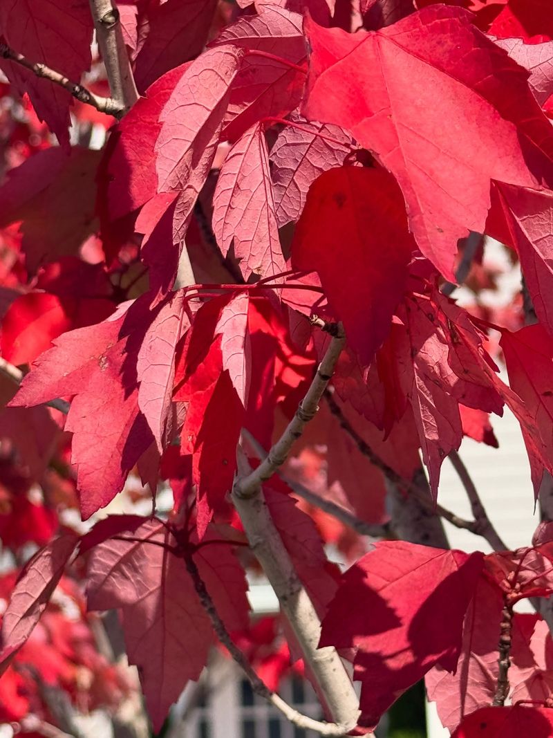Red Maple: Early Color Champion