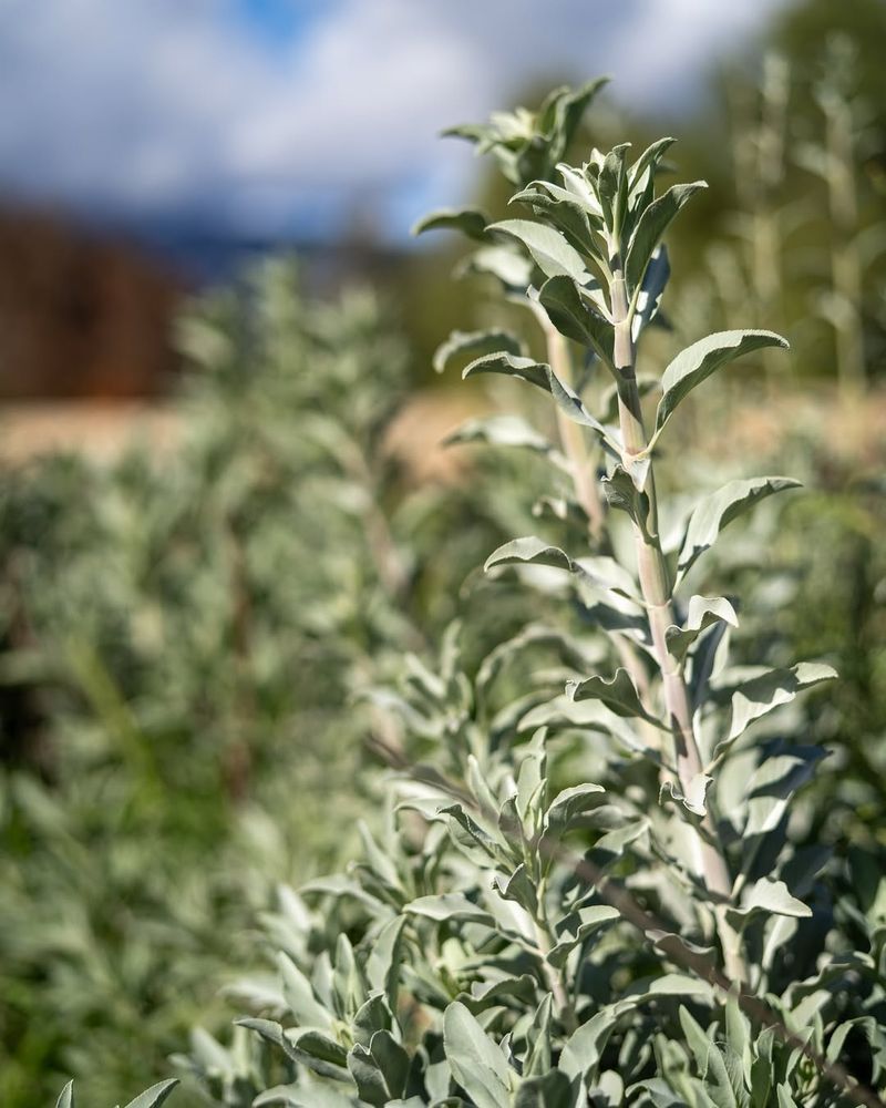 White Sage (Salvia apiana)
