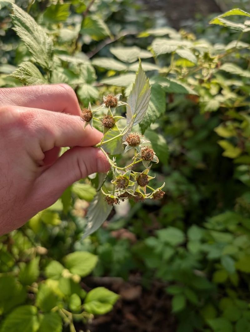 Fruit-Bearing Raspberry Canes