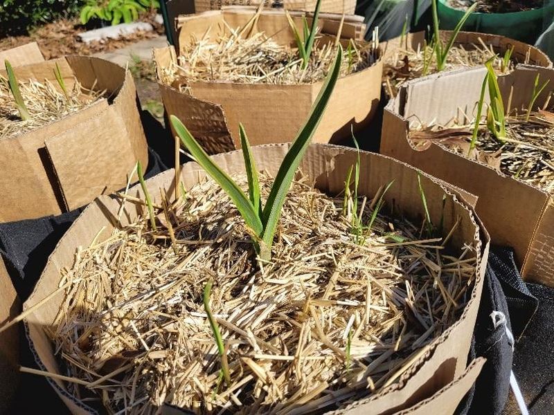 Fall Planting Maximizes Growing Season Length