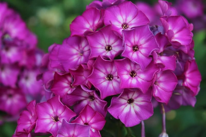 Phlox paniculata 'Laura'