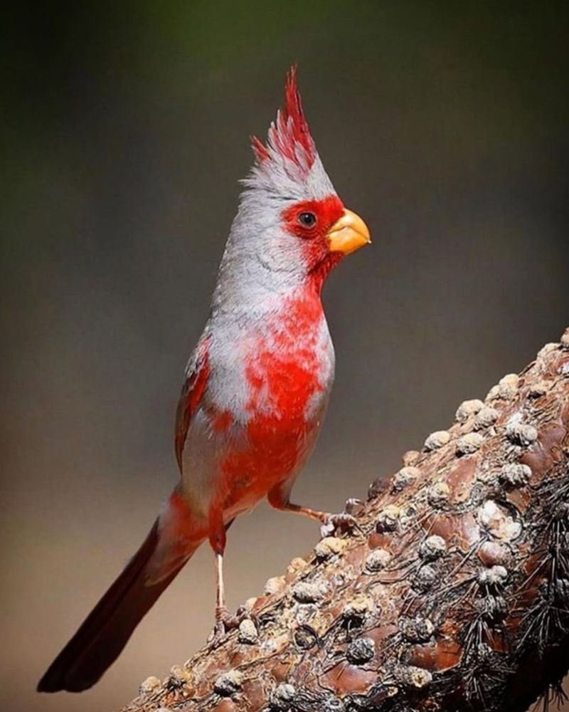 Pyrrhuloxia Around Cactus Beds