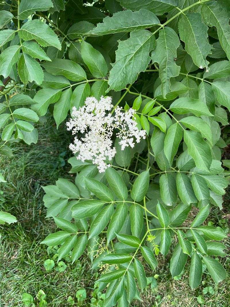 American Elderberry as a Honeysuckle Substitute