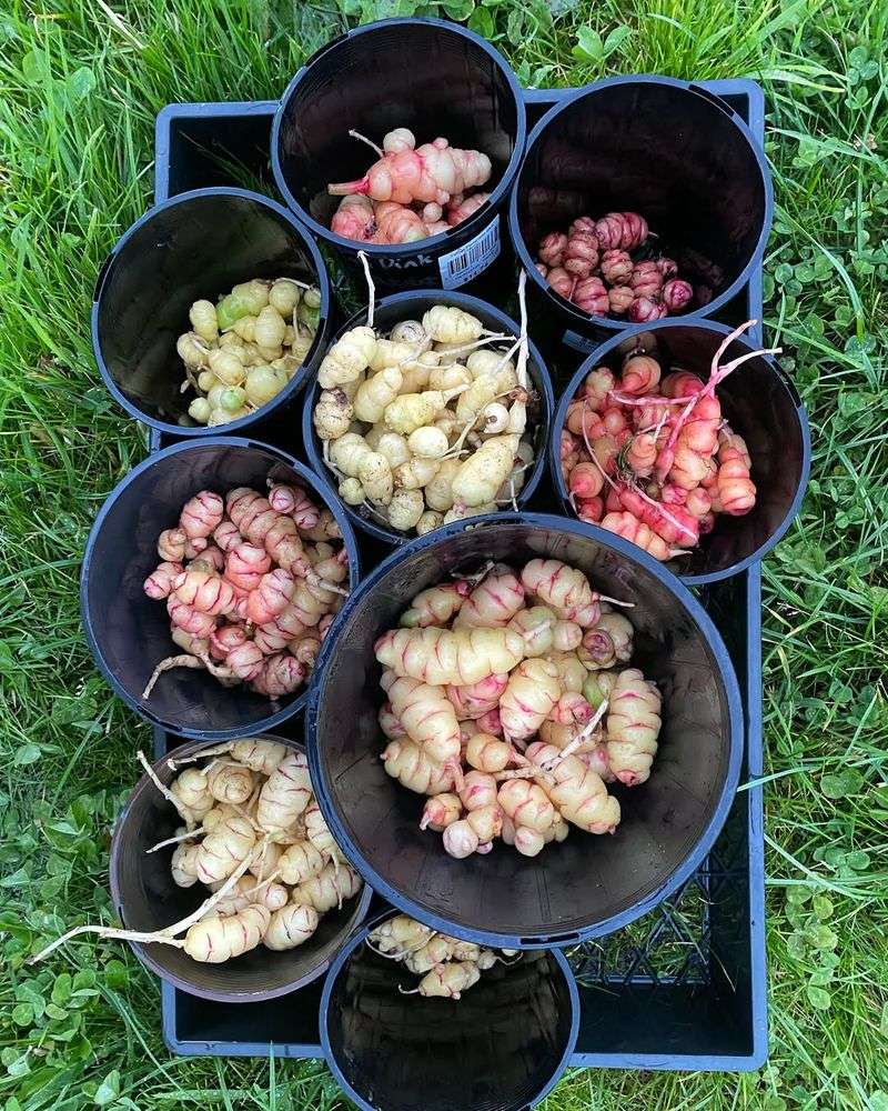 Oca