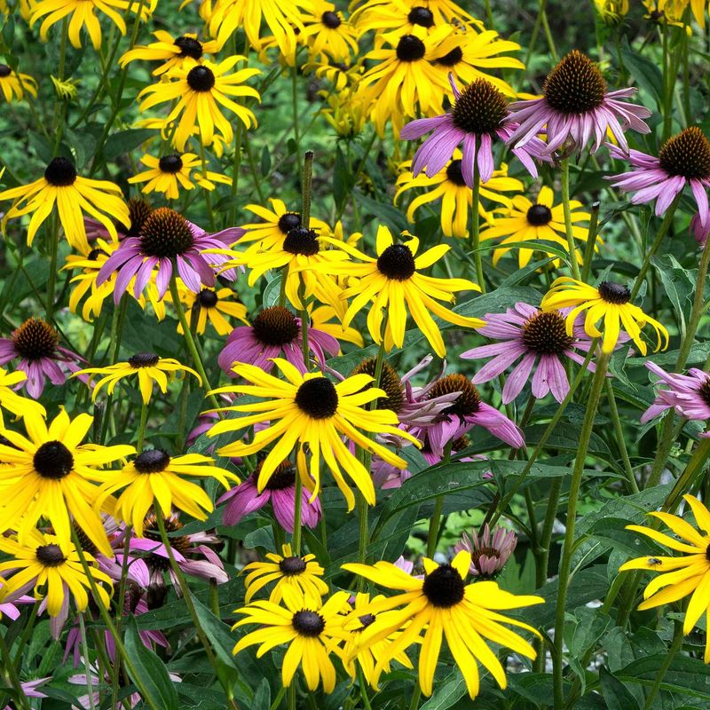 Coneflowers With Black-Eyed Susans