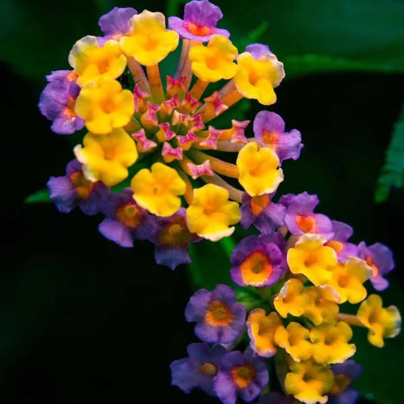 Lantana