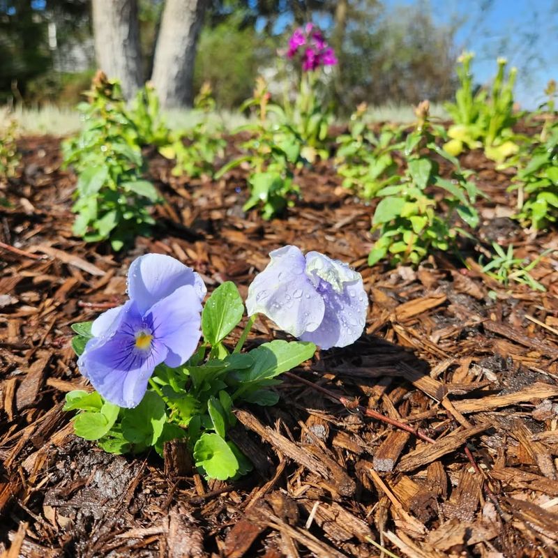 Watering Requirements Stay Simple