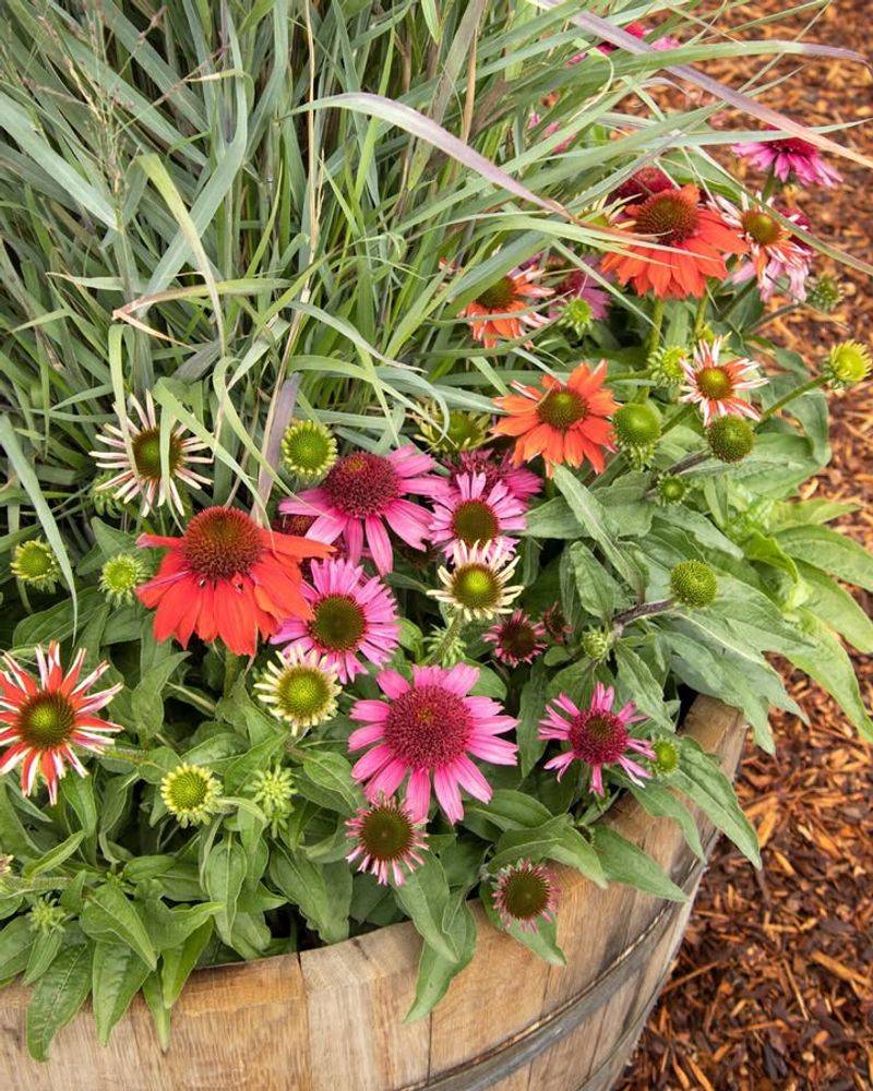 Fragrant Angel Coneflower