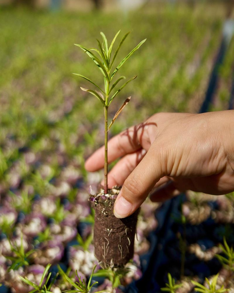 Fall Planting Gives Your Milkweed A Head Start