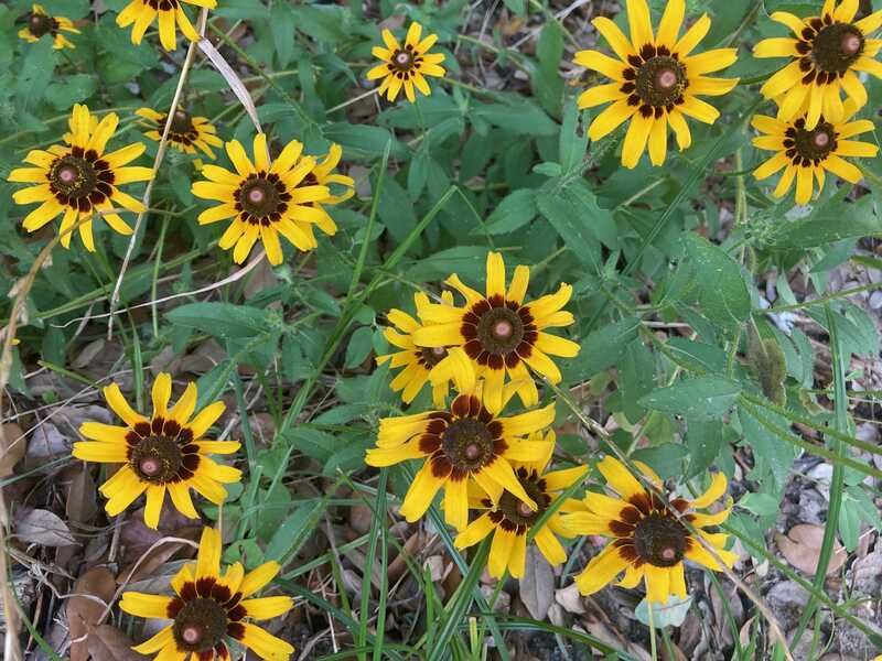 Helps Plants Handle Drought Stress Better