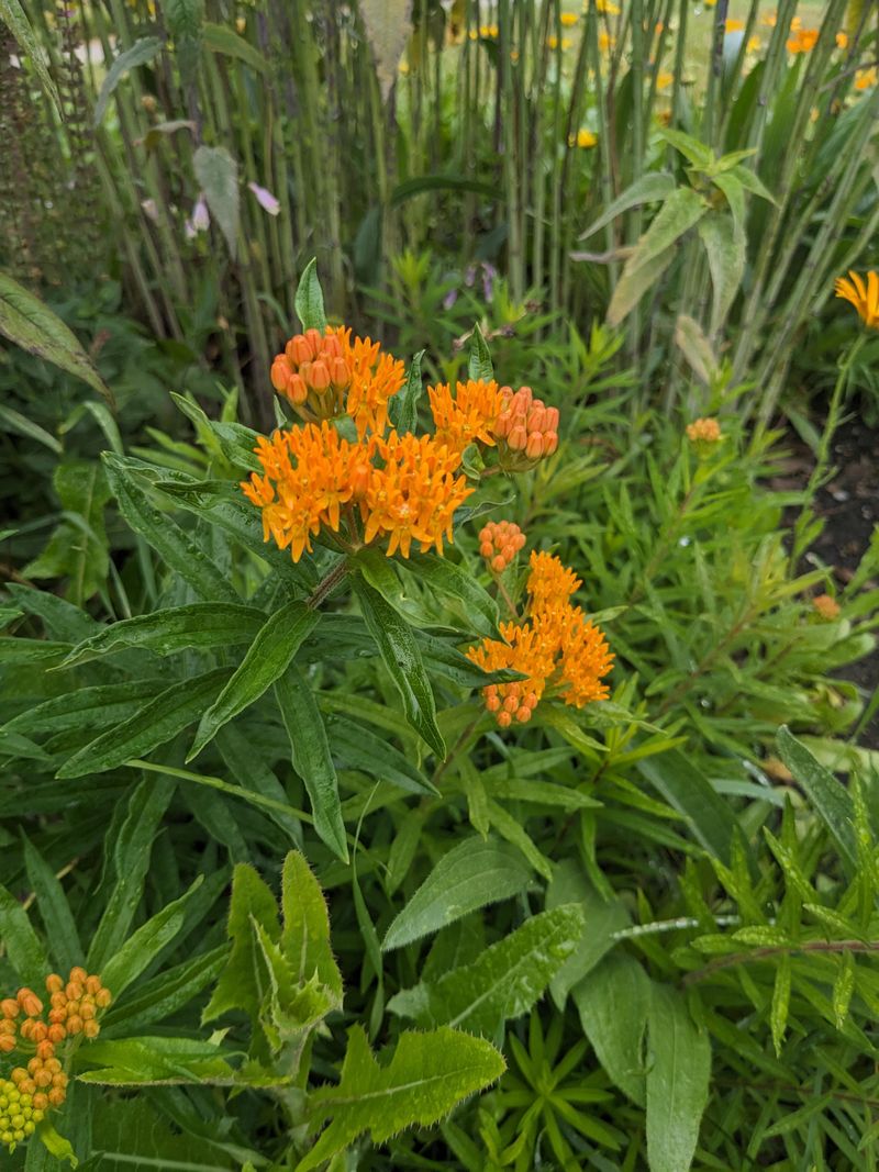 Deer-Resistant Garden Solution