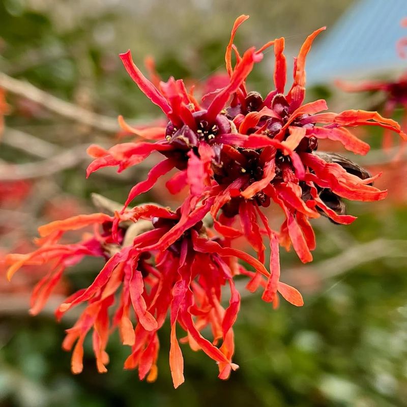 Low Maintenance for Busy Gardeners