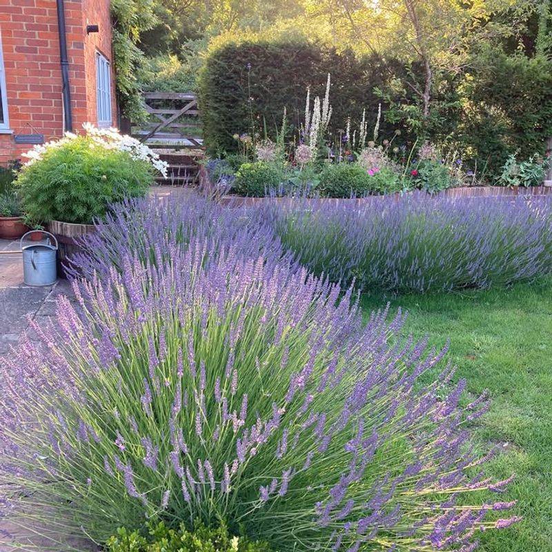 Creates Natural Privacy Screen With Pleasant Bonus