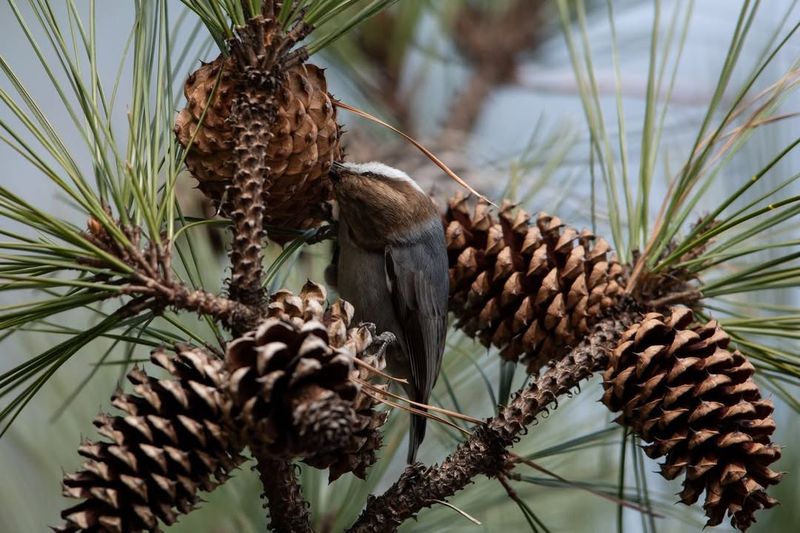 Brown-Headed Nuthatch