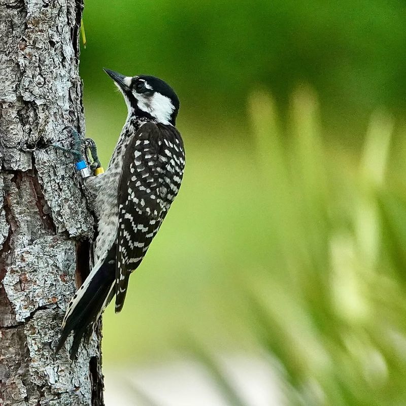 Red-Cockaded Woodpecker