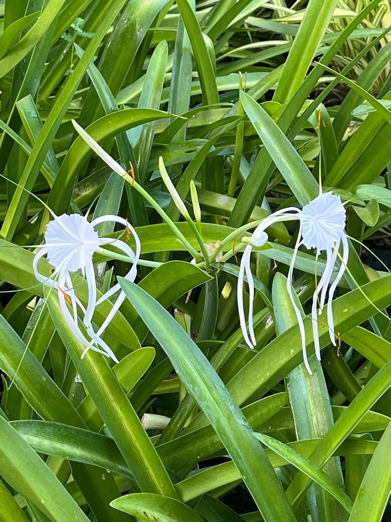 Spider Lily