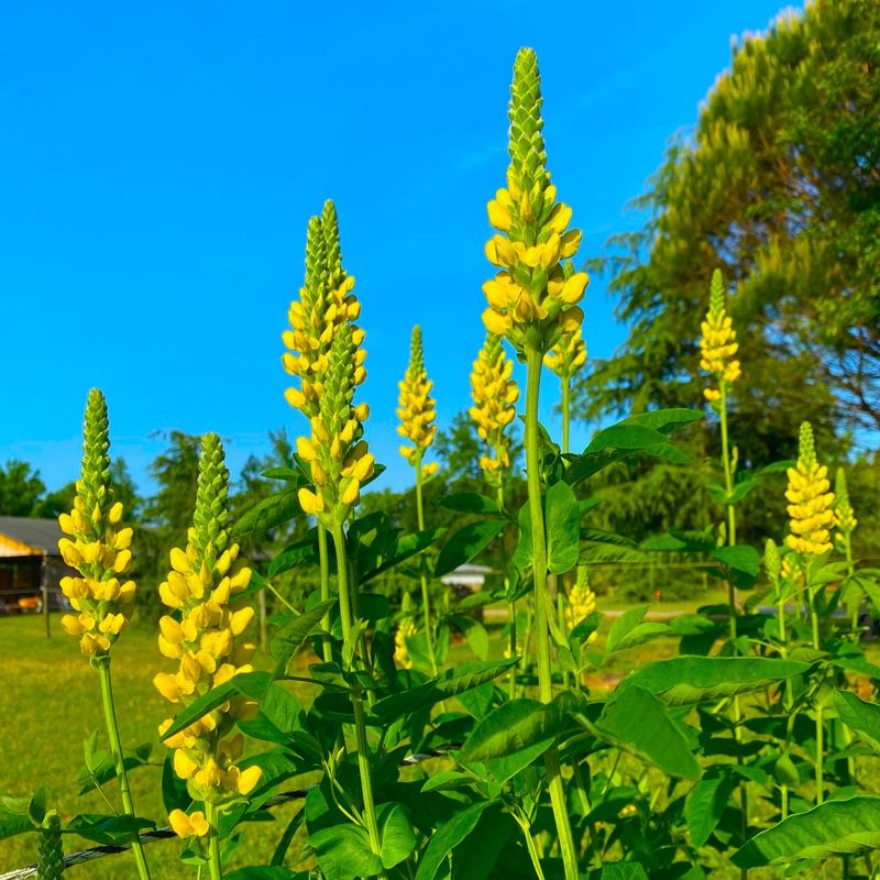 Carolina Lupine