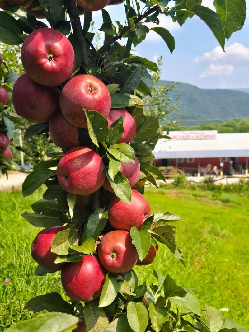 Apple Trees (Most Varieties): Fungal Magnets