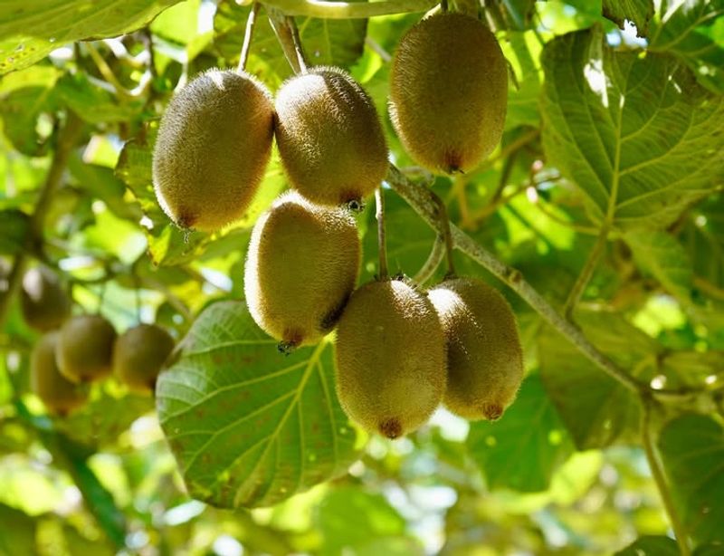 Kiwi