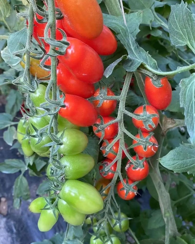 Tomatoes: Red Jewels Of The Garden