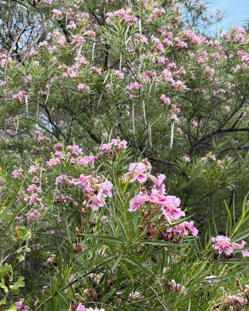 Continuous Flowering Cycle Ensures Reliable Food Supply