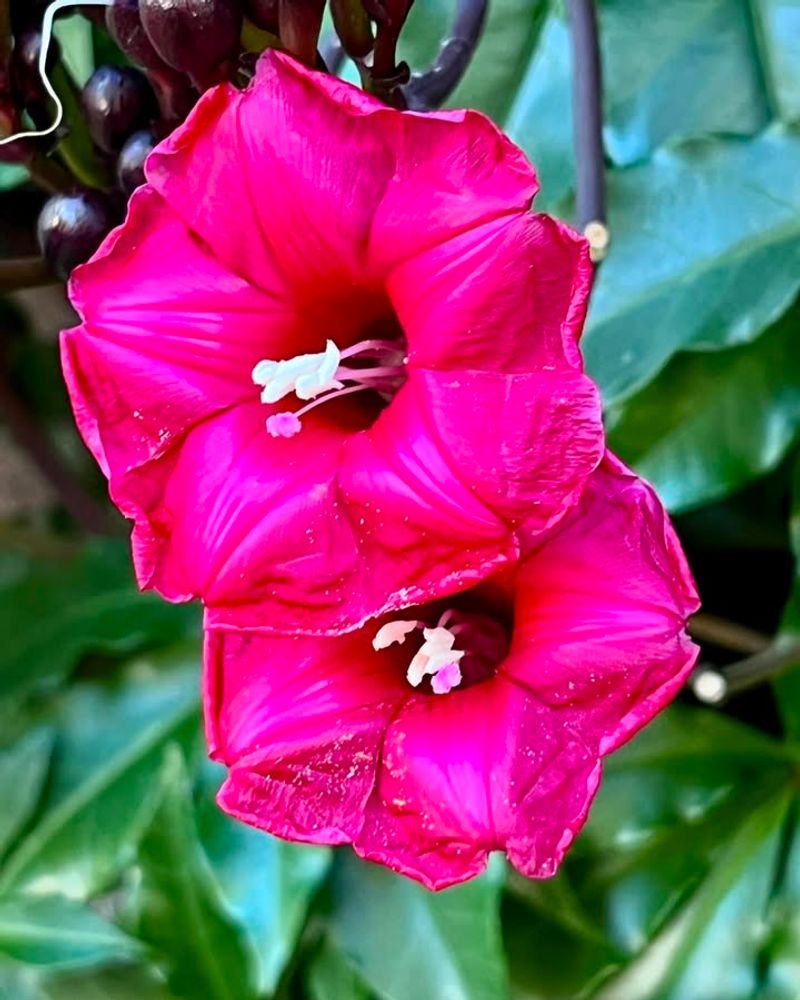 Moonflower And Cardinal Climber