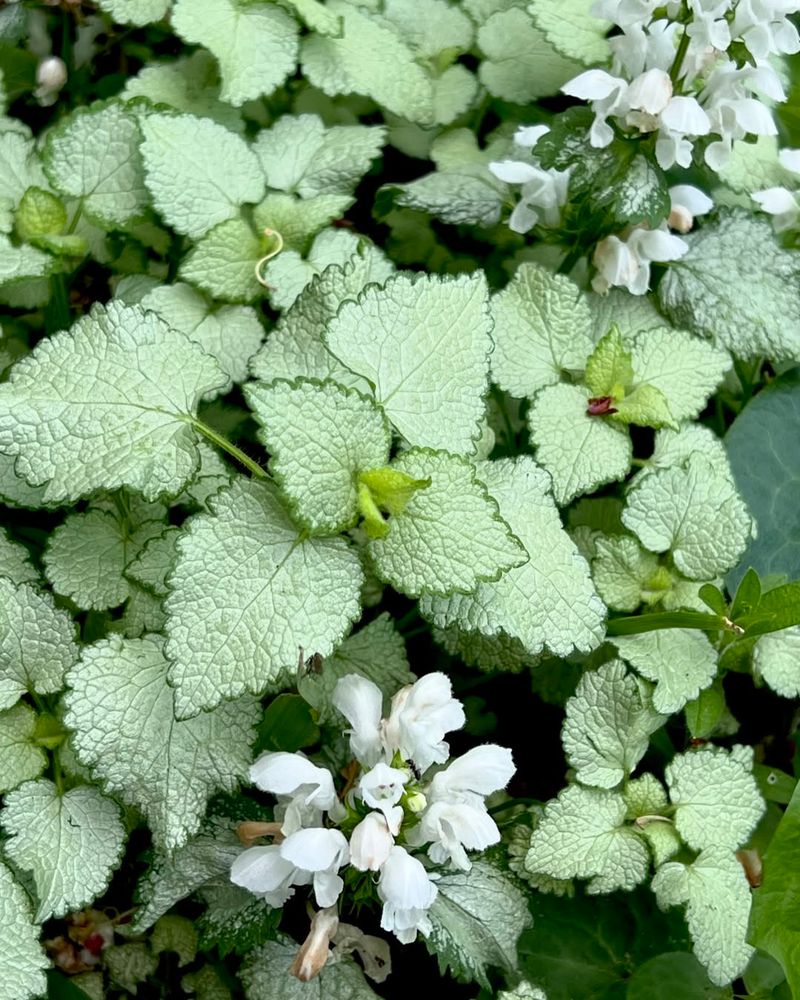 Spotted Dead Nettle (Lamium maculatum)
