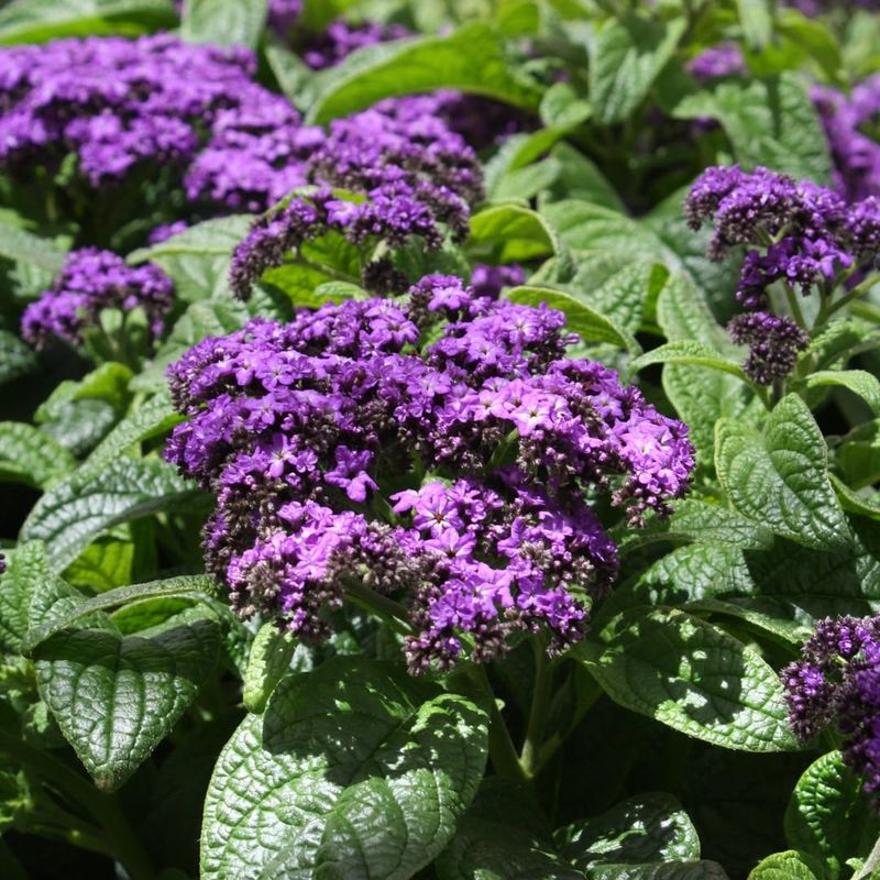 Heliotrope