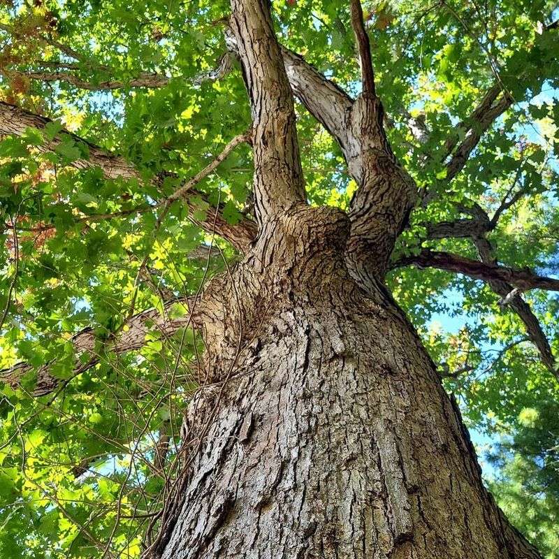 White Oak