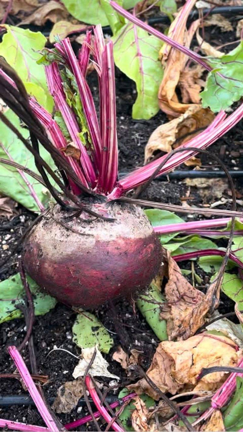 Beets
