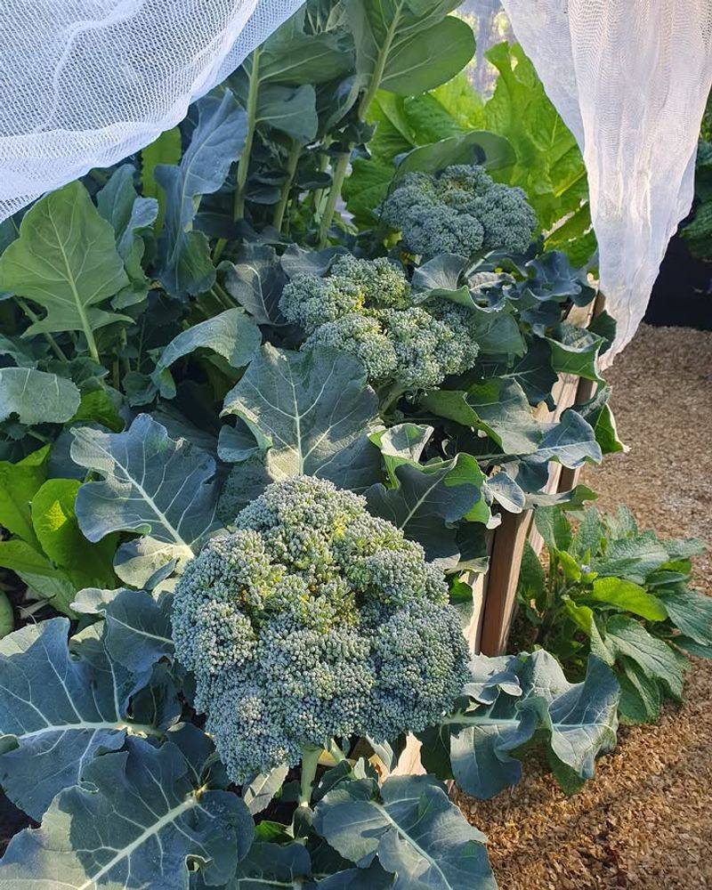 Broccoli