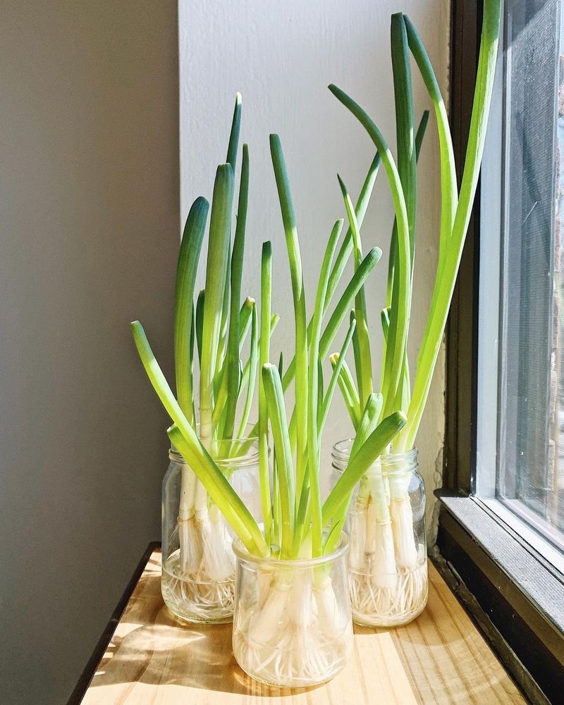 Scallions