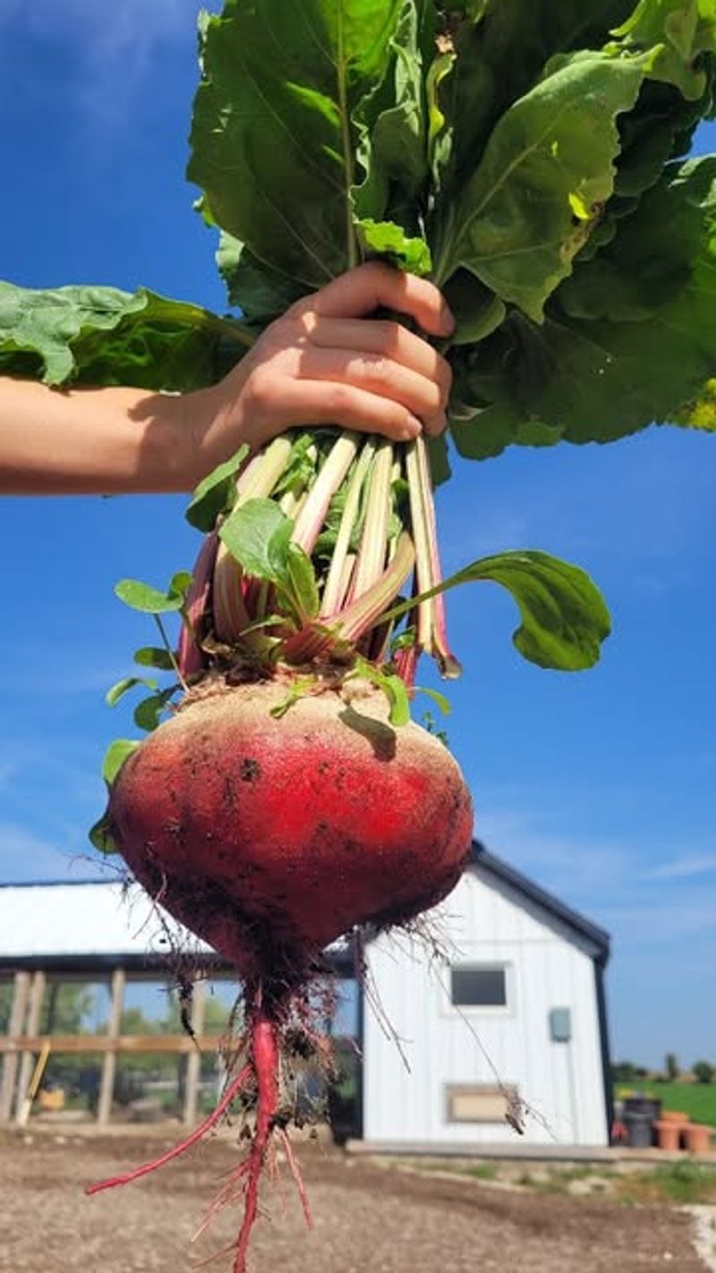 Beets