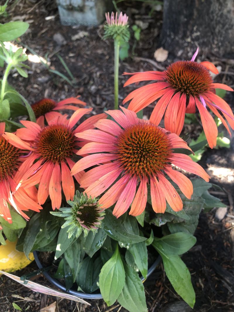 Finish Perennial Planting By October