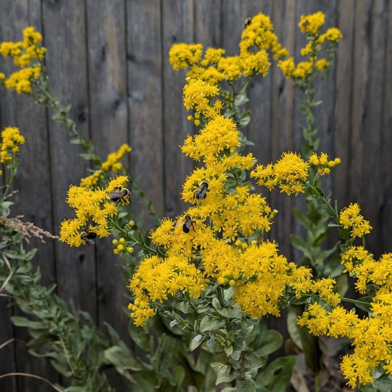 Goldenrod