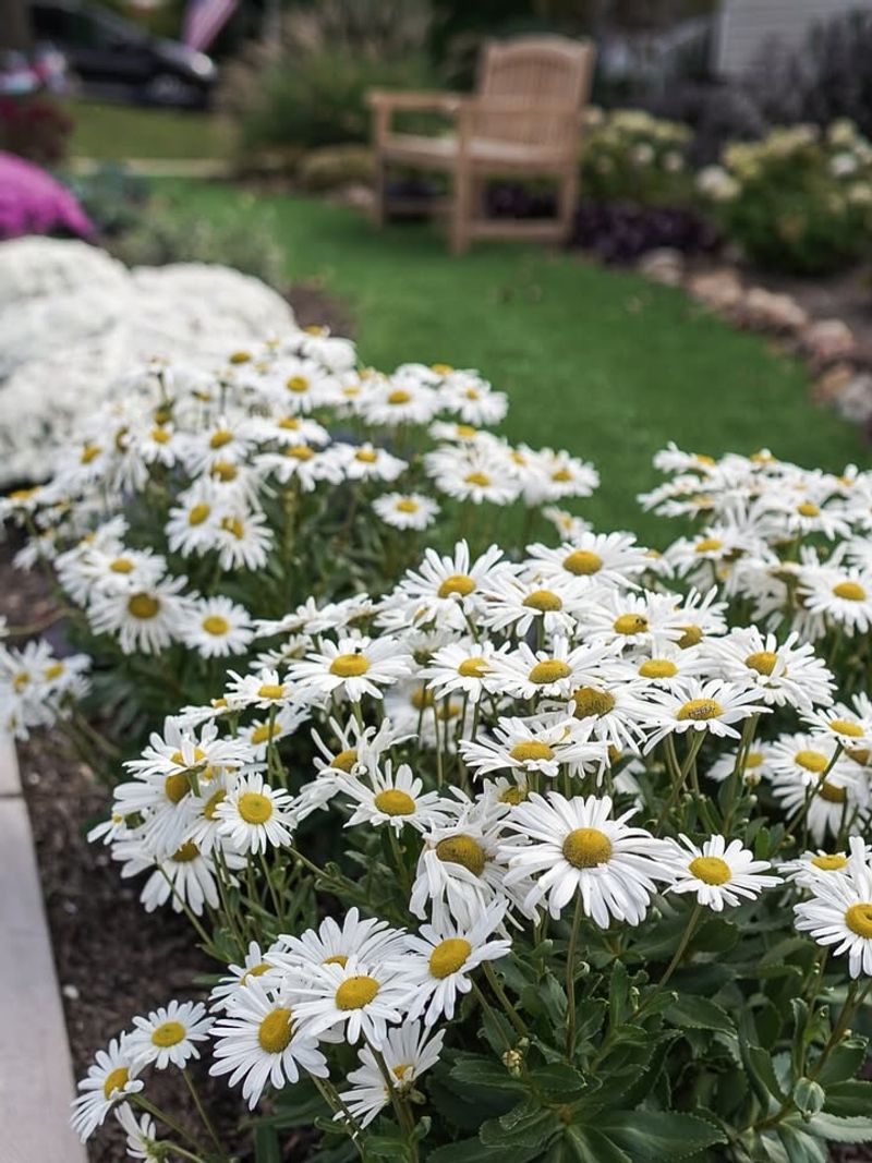 Montauk Daisy