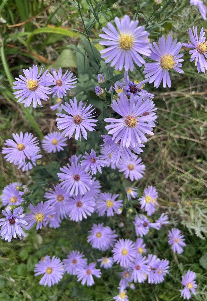 New York Aster Over Periwinkle