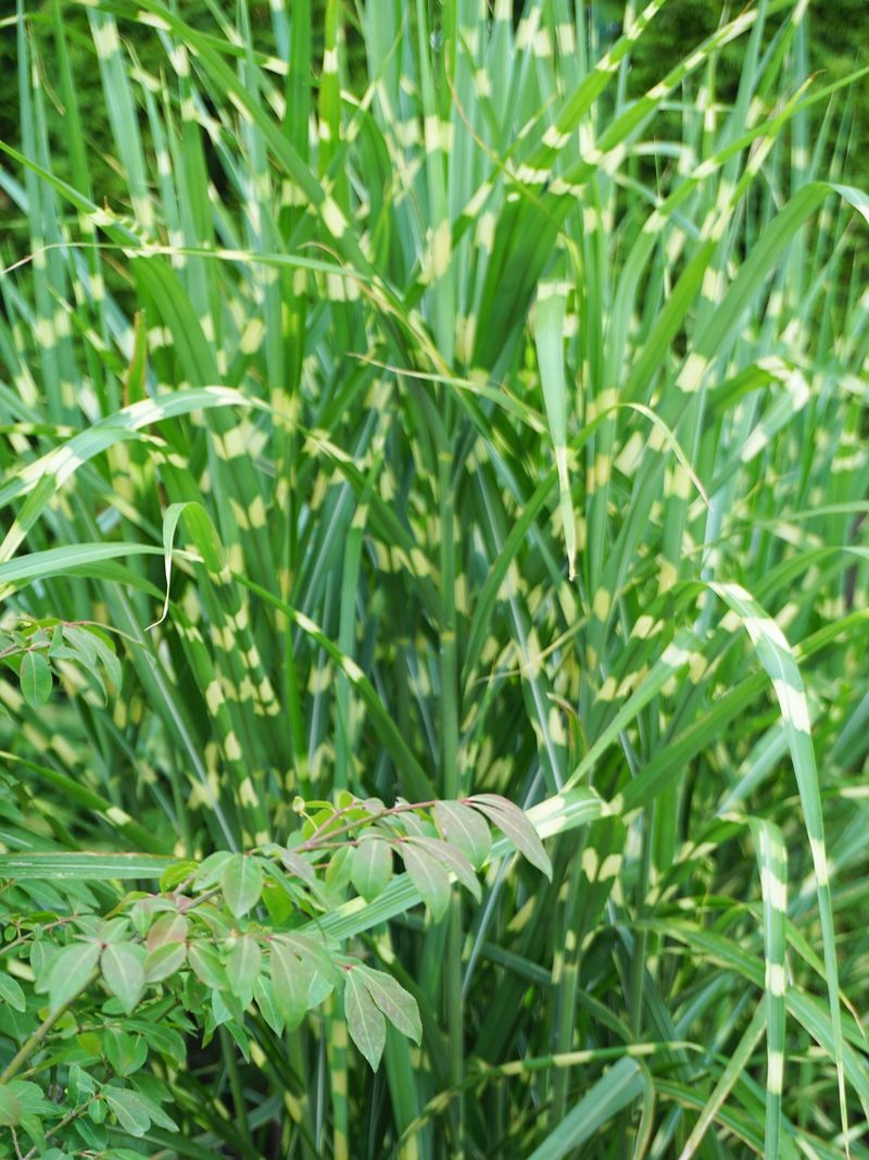 Zebra Grass