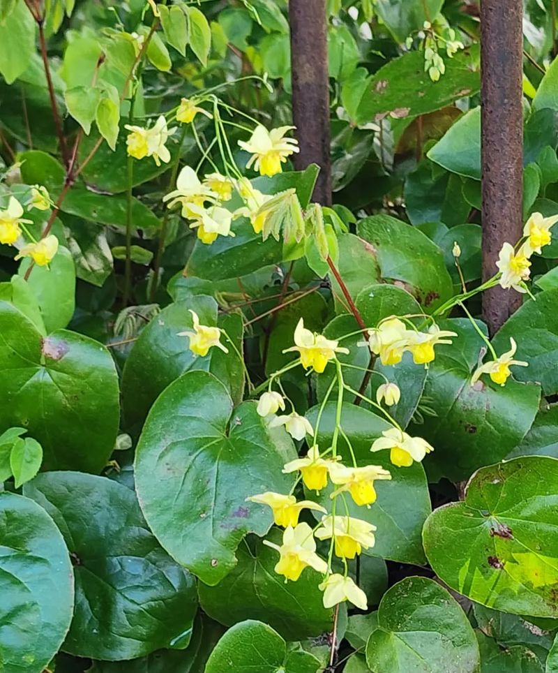 Epimedium
