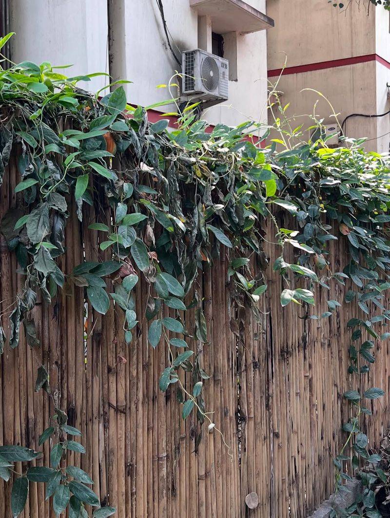 Skunk Vine