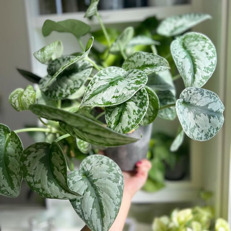 Scindapsus Pictus Exotica