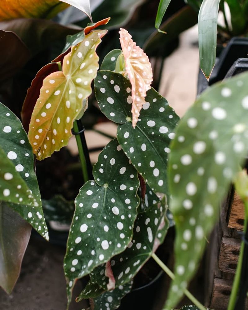 Begonia Maculata Wightii