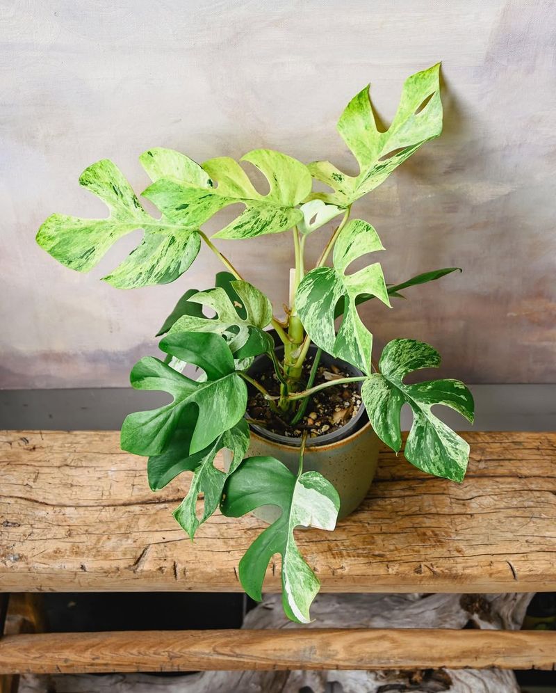 Rhaphidophora Tetrasperma Variegata