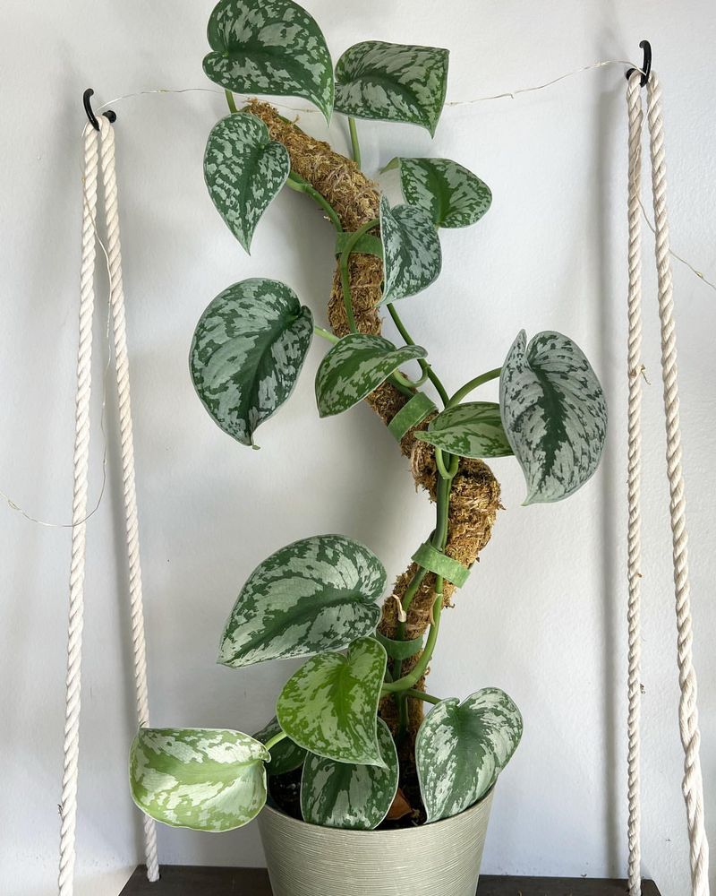 Scindapsus Pictus Exotica