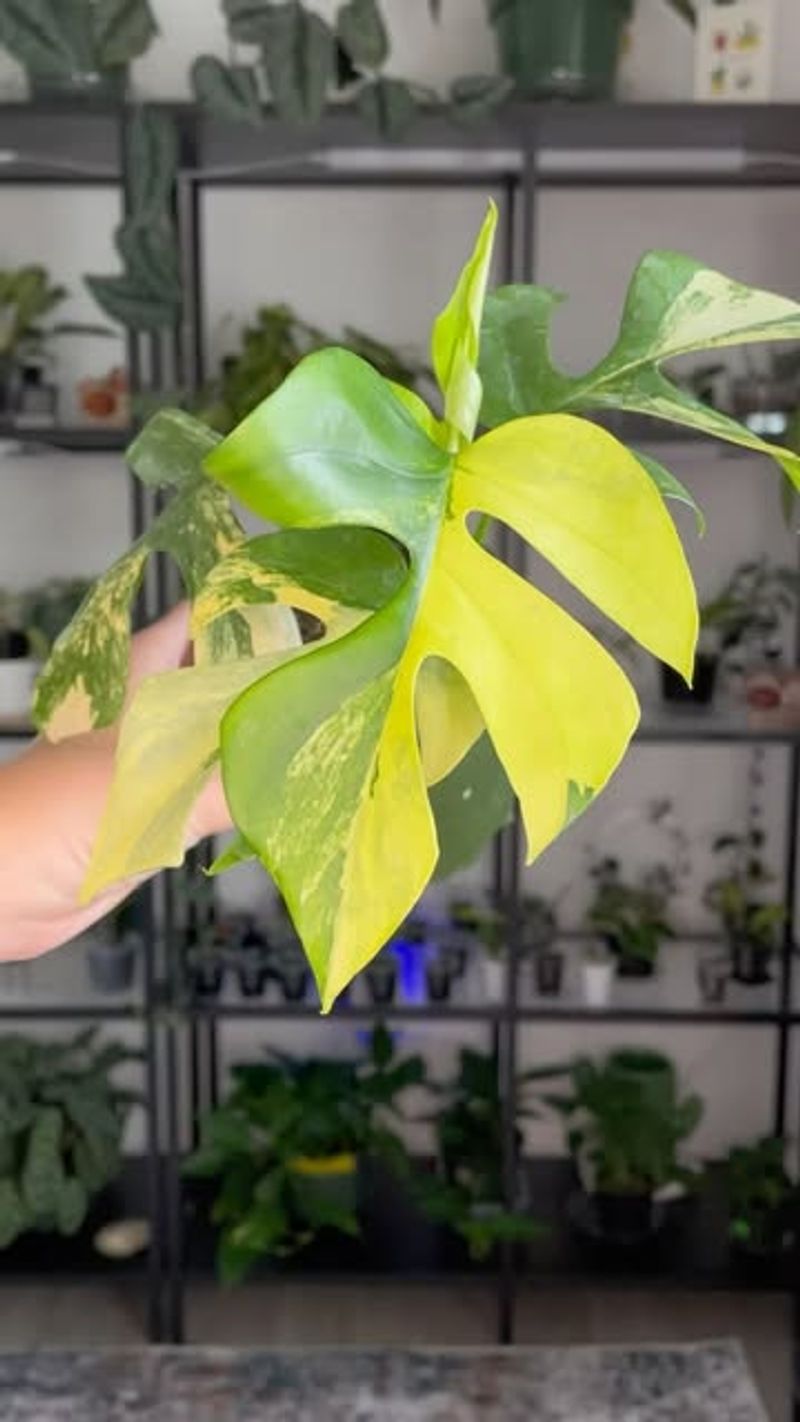 Rhaphidophora Tetrasperma Variegated