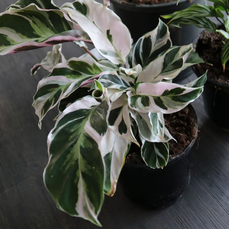 Calathea White Fusion