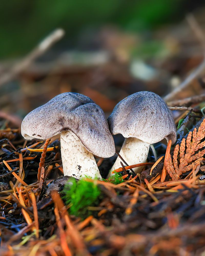 Research Local Edible And Toxic Species