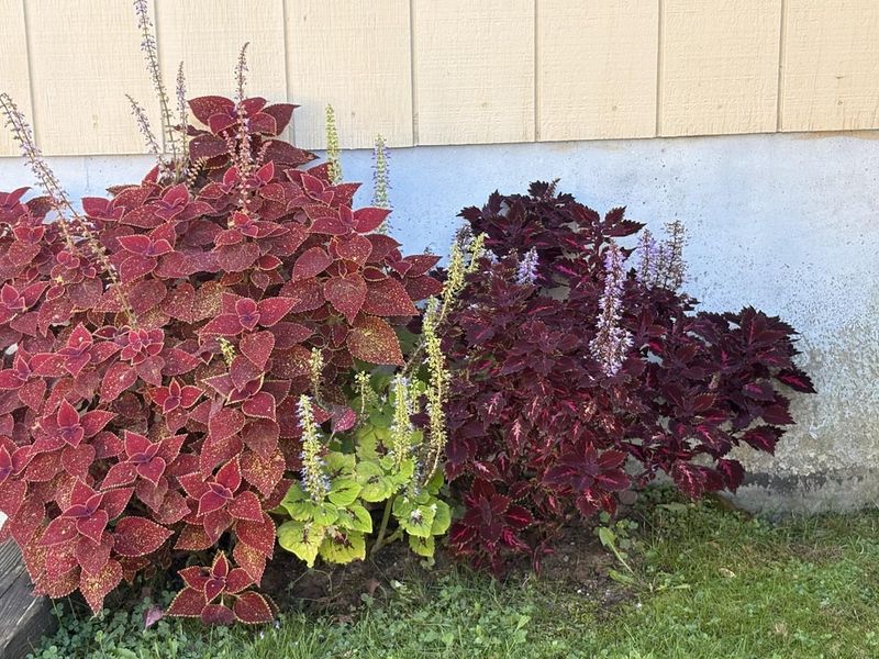 Dig Up Garden Coleus and Repot