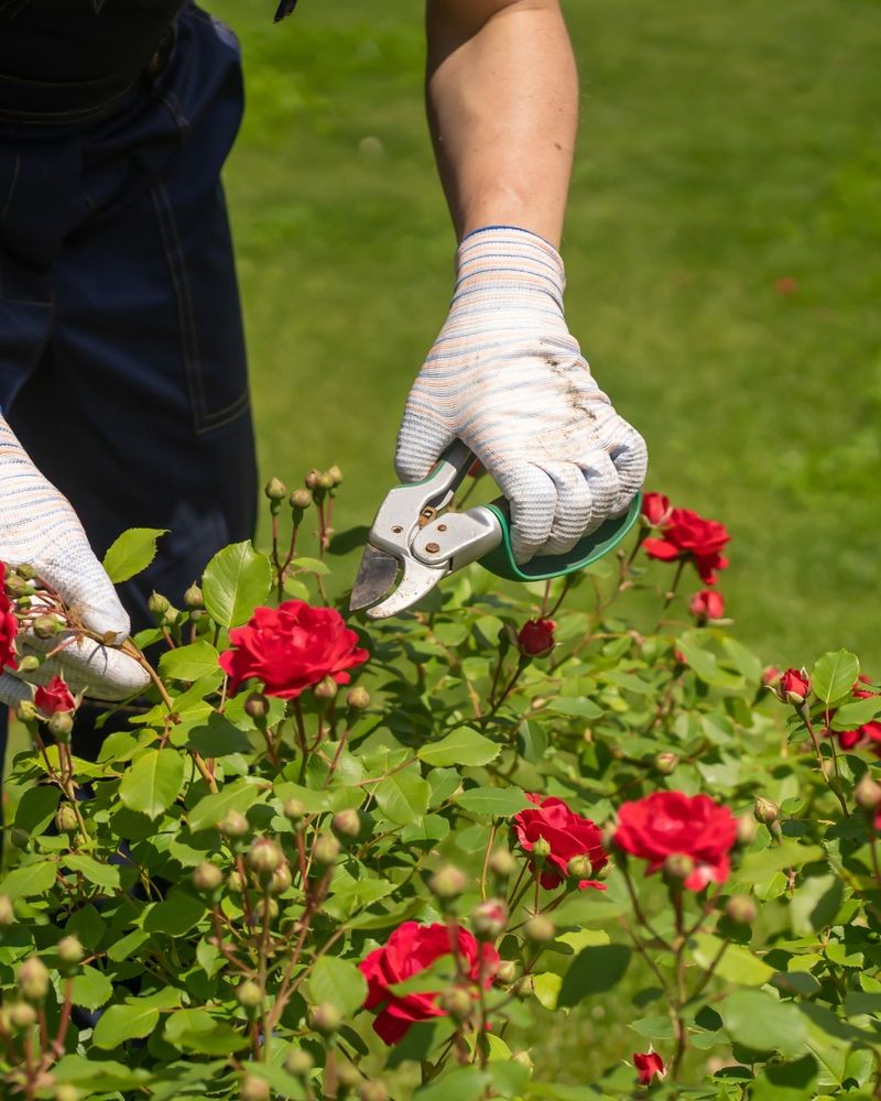 Promotes More Abundant Blooms Next Season