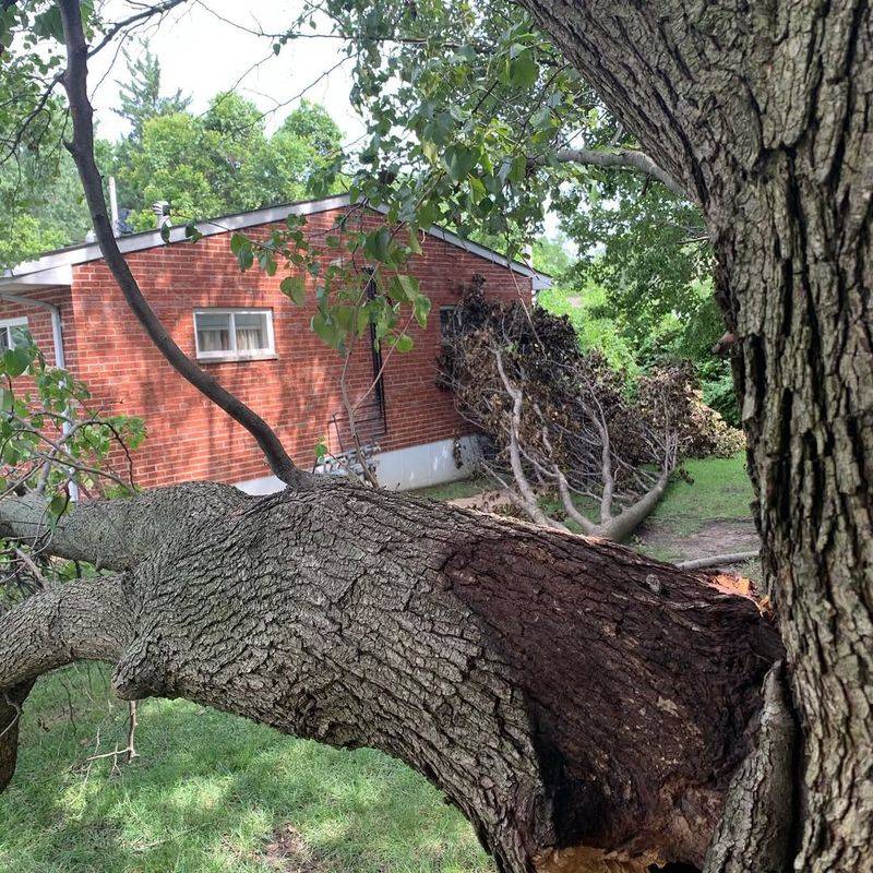 Dangerous Trees Create Different Legal Obligations